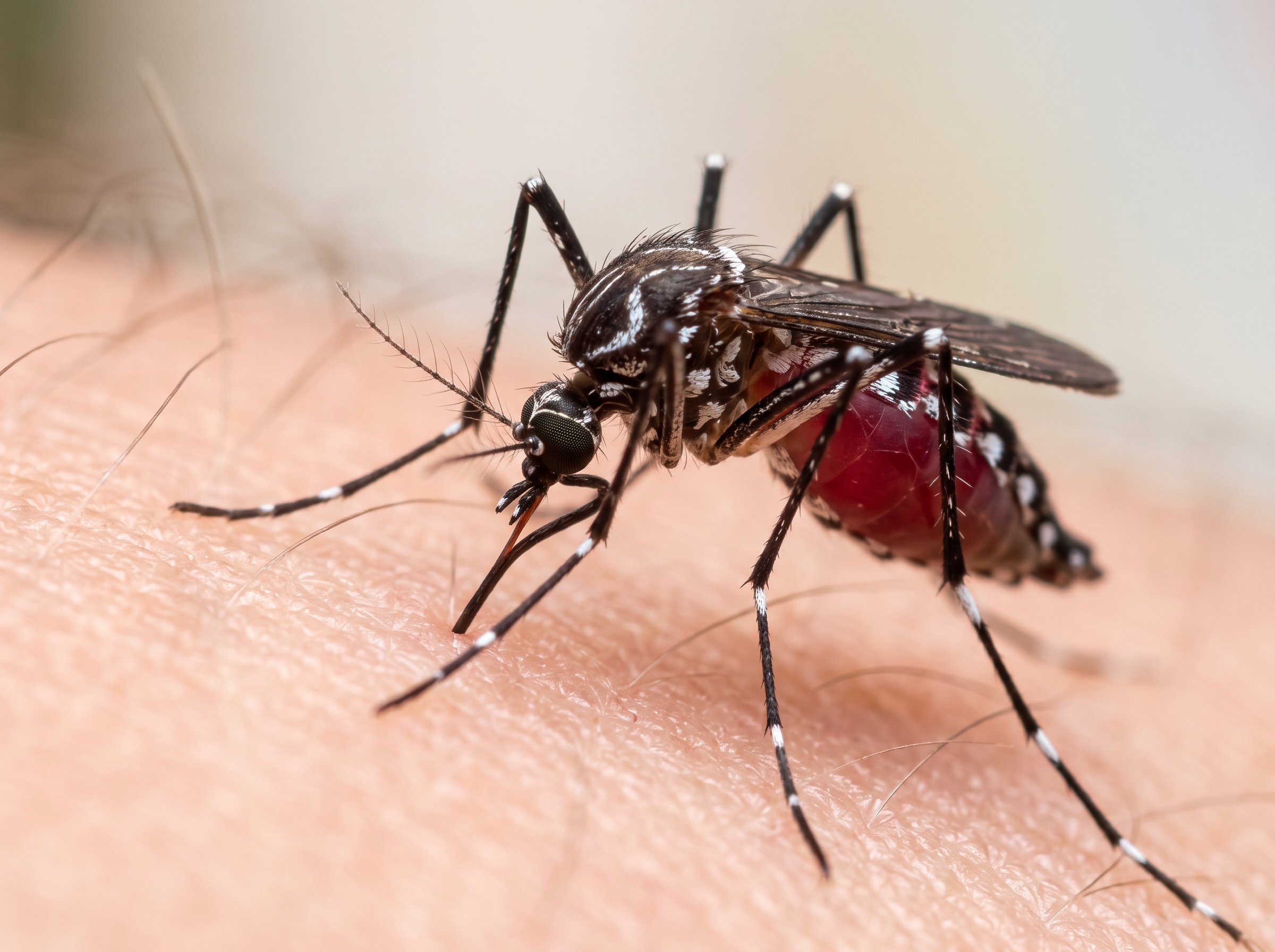 Extreme macro of a female Aedes aegypti feeding on human skin, its abdomen engorged with a blood meal, showing the lyre-marked thorax and white-banded legs